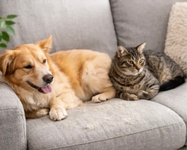 Brosse Vapeur 3 en 1 pour Chiens & Chats